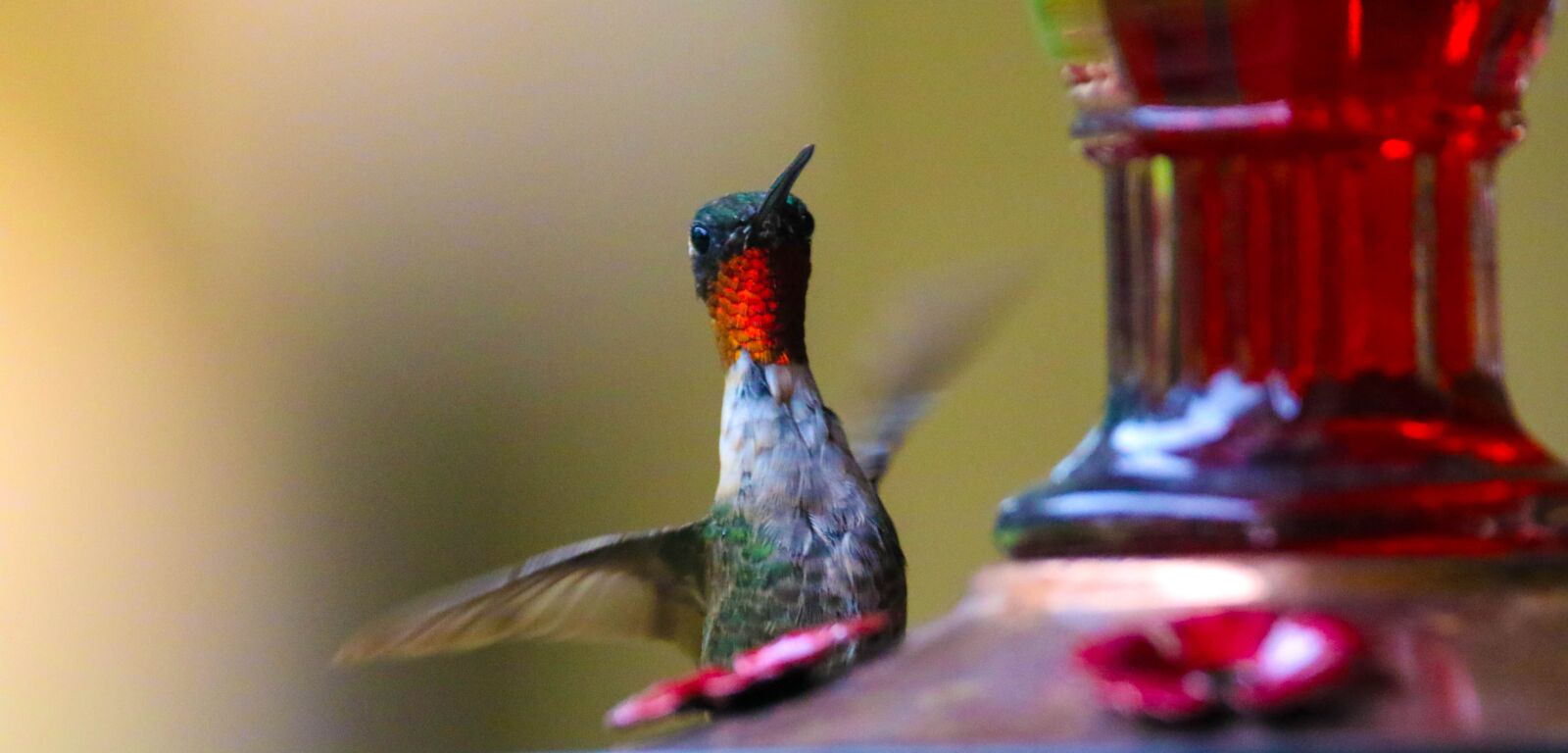 150-600mm F5-6.3 DG OS HSM | Contemporary 015 sample photo. Hummingbird, bird, hummingbird feeder photography