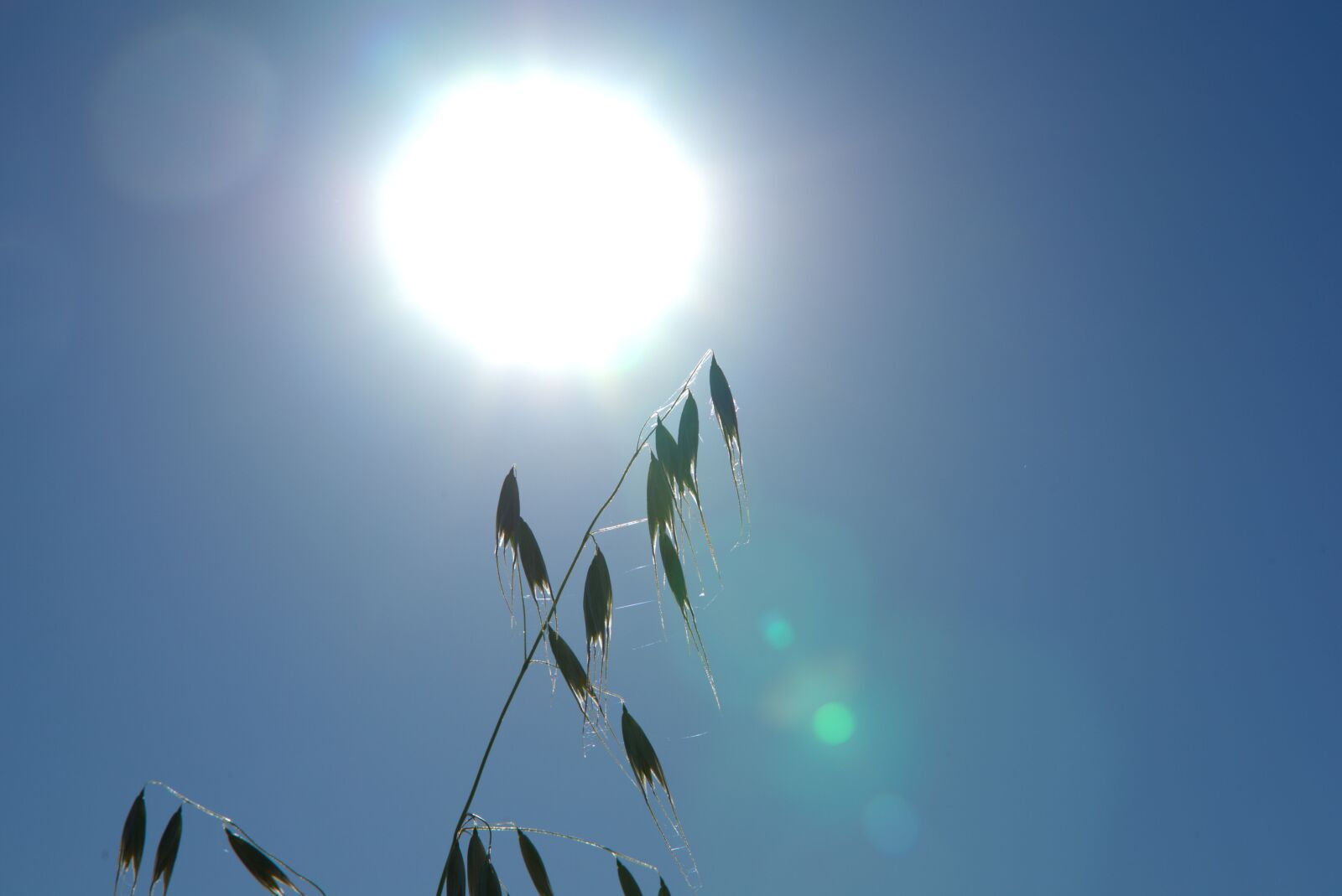 Sony a7 II + Sony FE 85mm F1.8 sample photo. Sun, oats, sky photography