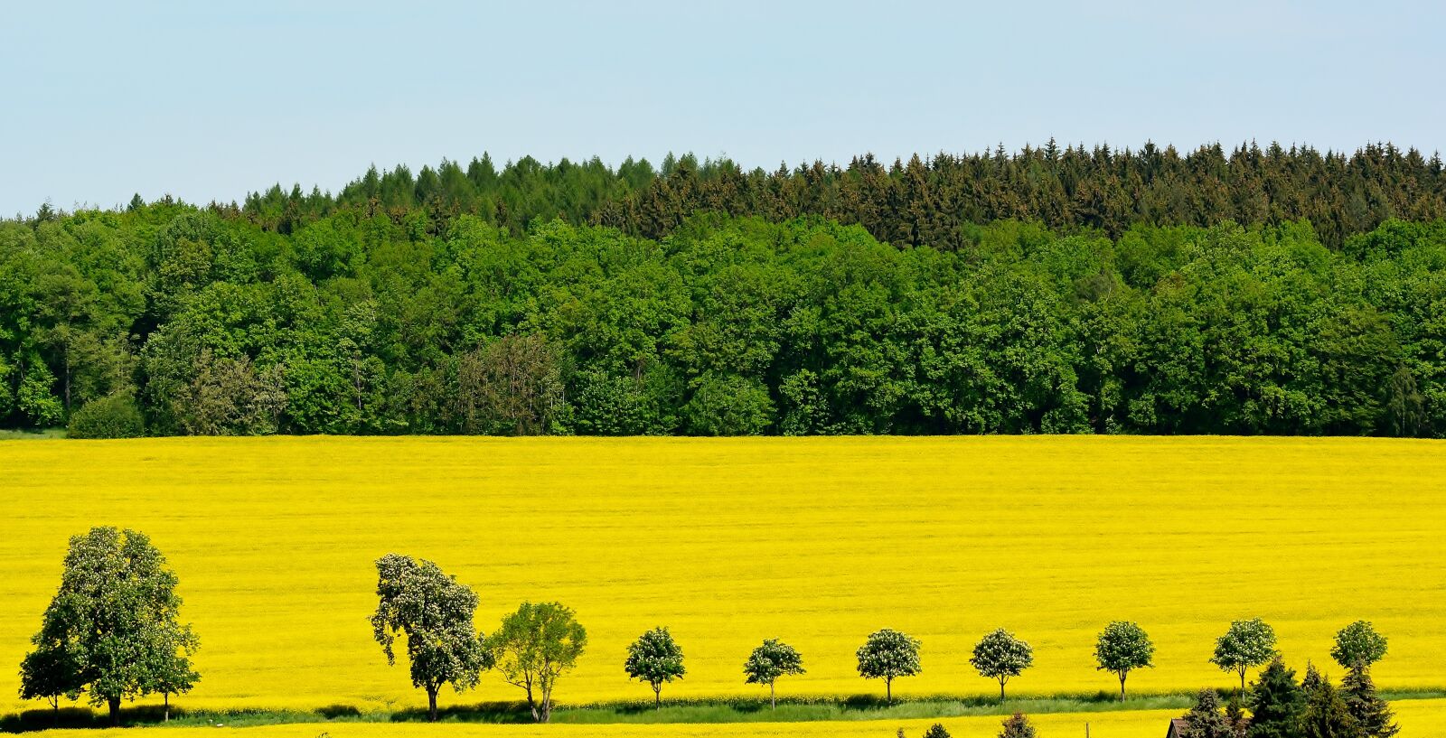 Nikon D5200 sample photo. Nature, oilseed rape, field photography