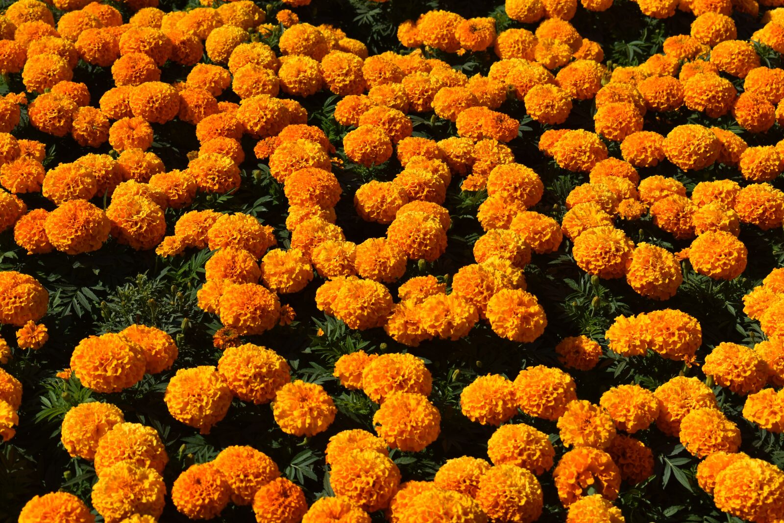 Nikon D3400 sample photo. Flowers, orange, marigold photography