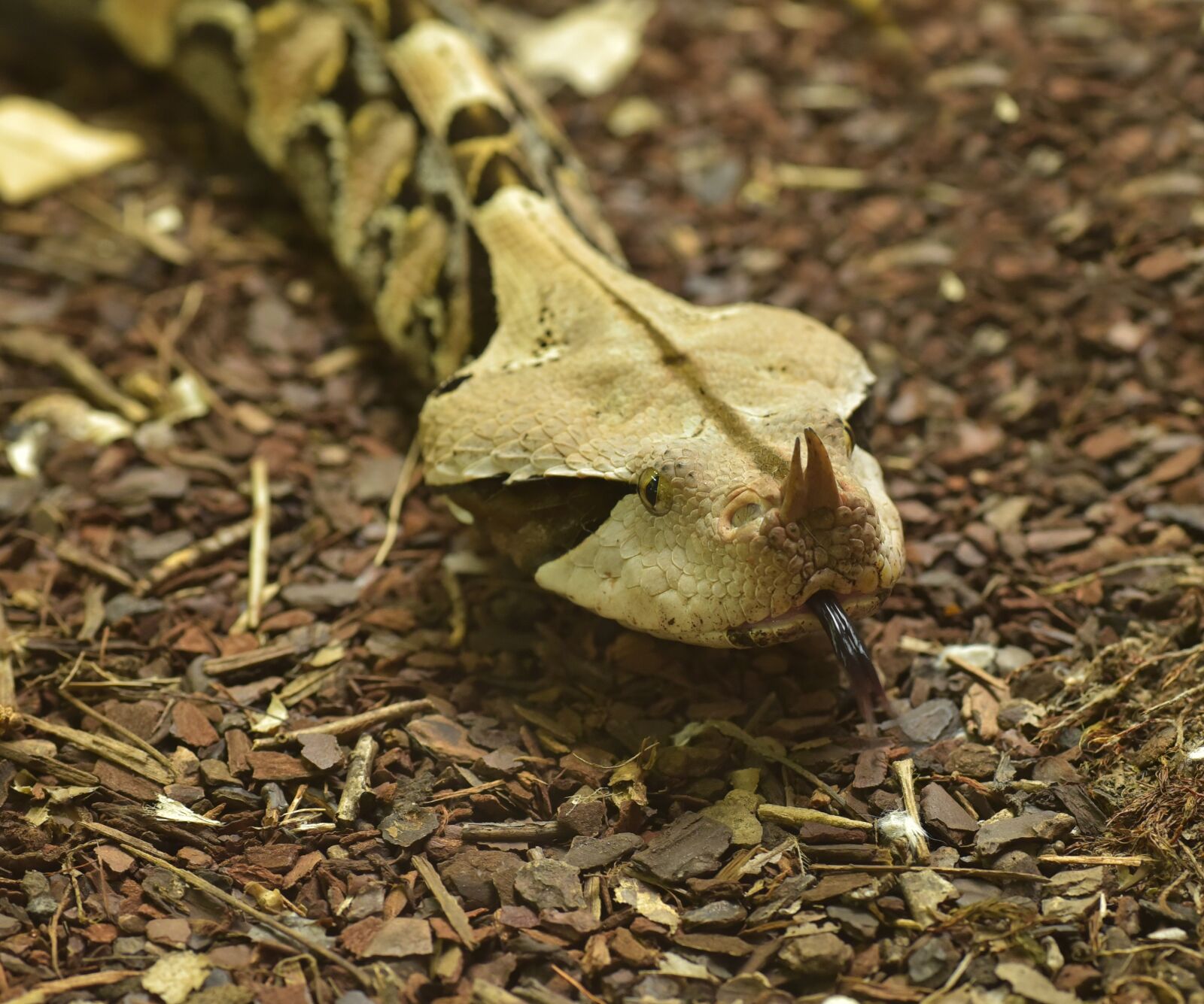 Nikon D750 sample photo. Gabon viper, bitis gabonica photography