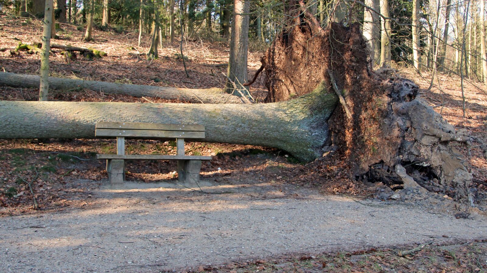 Canon EOS 600D (Rebel EOS T3i / EOS Kiss X5) sample photo. Storm, tree, tree root photography