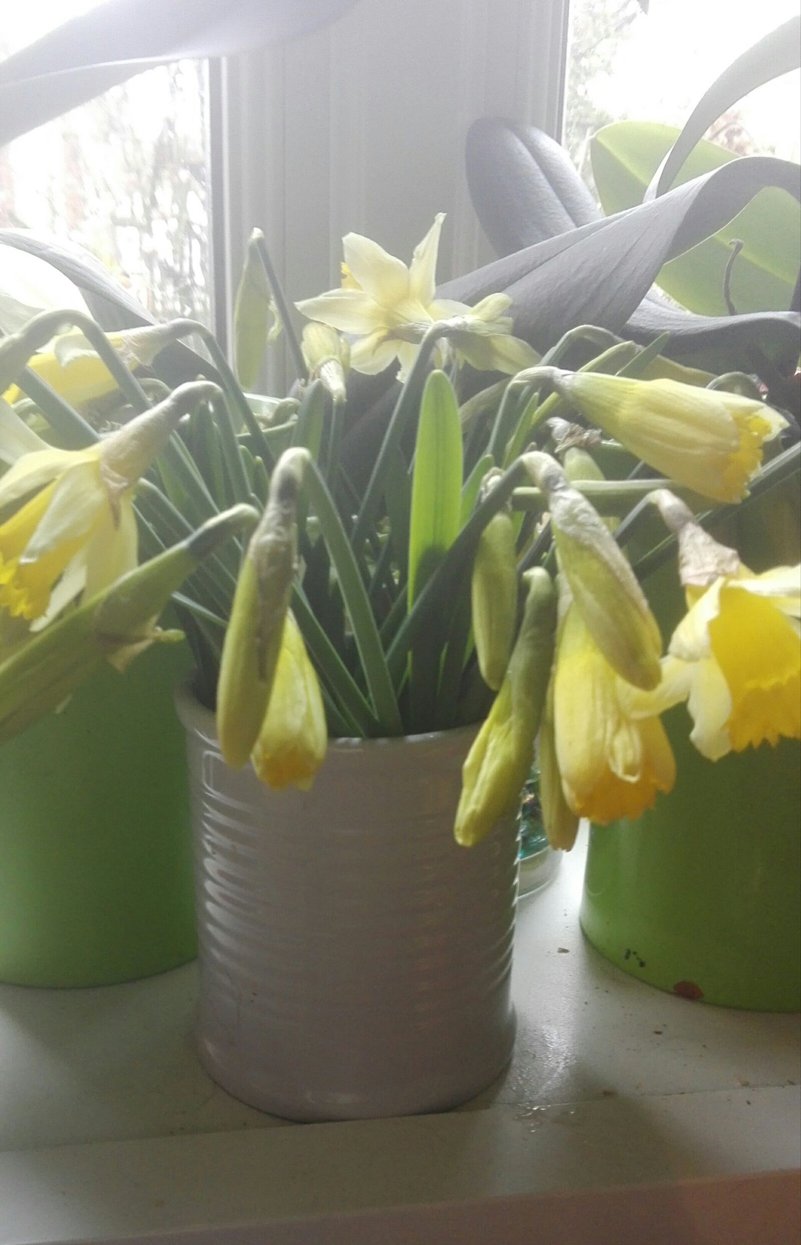 HUAWEI P8 Lite sample photo. Pot, de, jonquilles photography