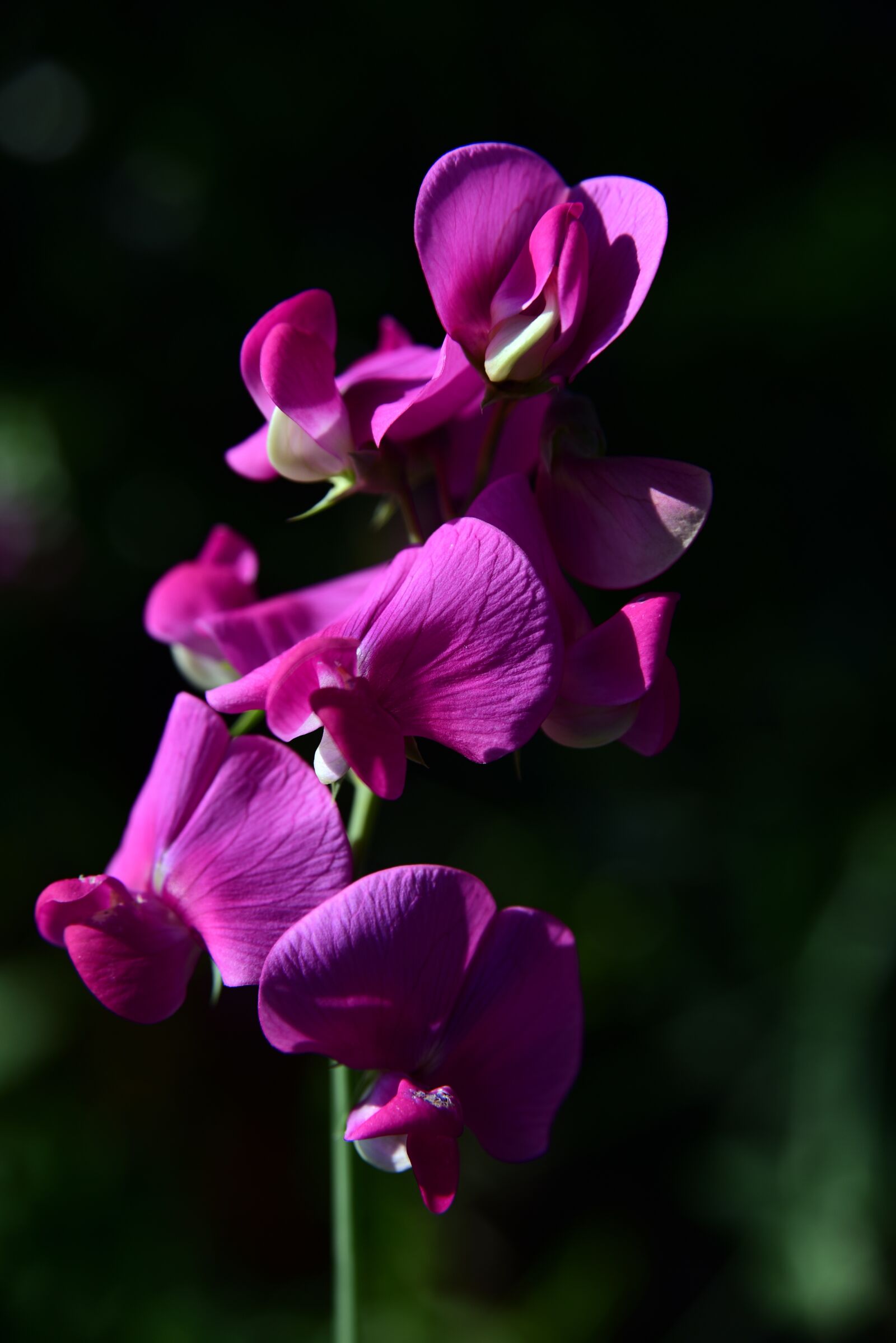Nikon D750 sample photo. Pea, pea flower, color photography