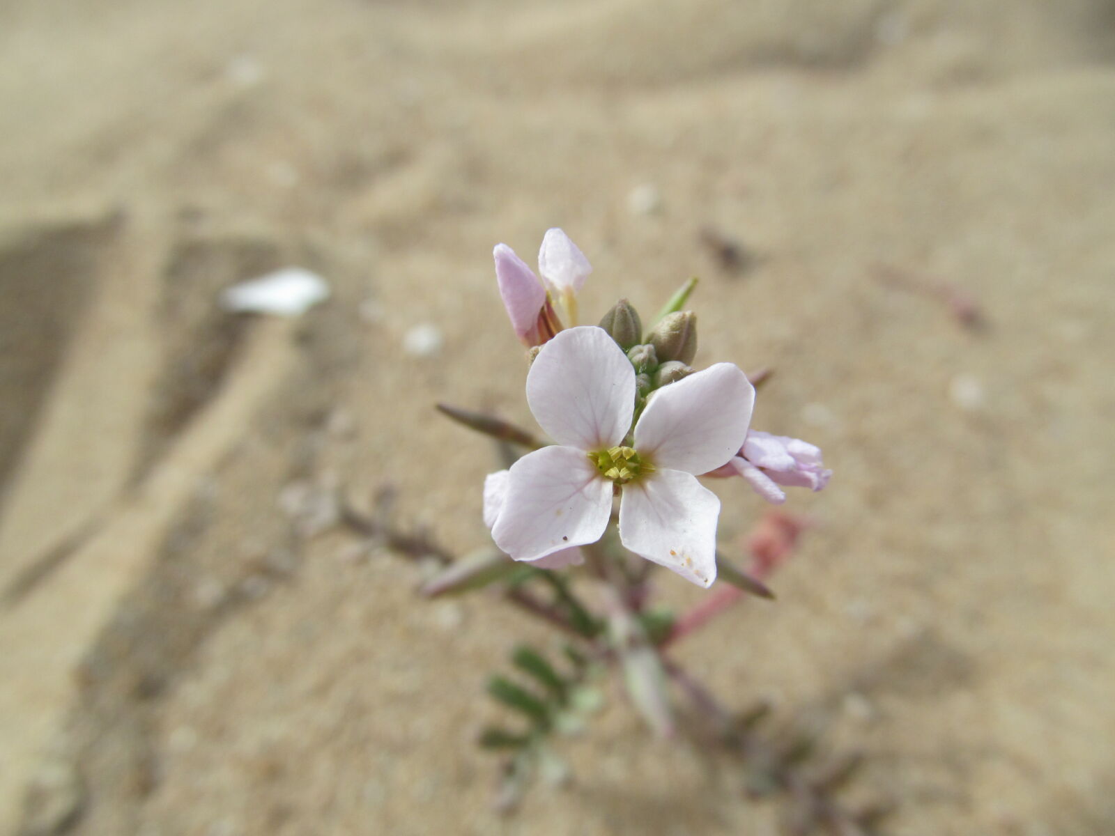 Canon PowerShot SX150 IS sample photo. Flower, macro, nature photography
