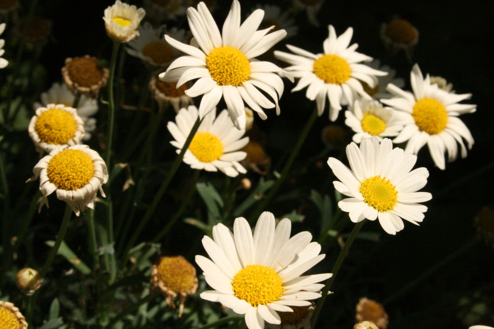 Canon EF-S 18-55mm F3.5-5.6 II sample photo. Close, up, daisies, flowers photography