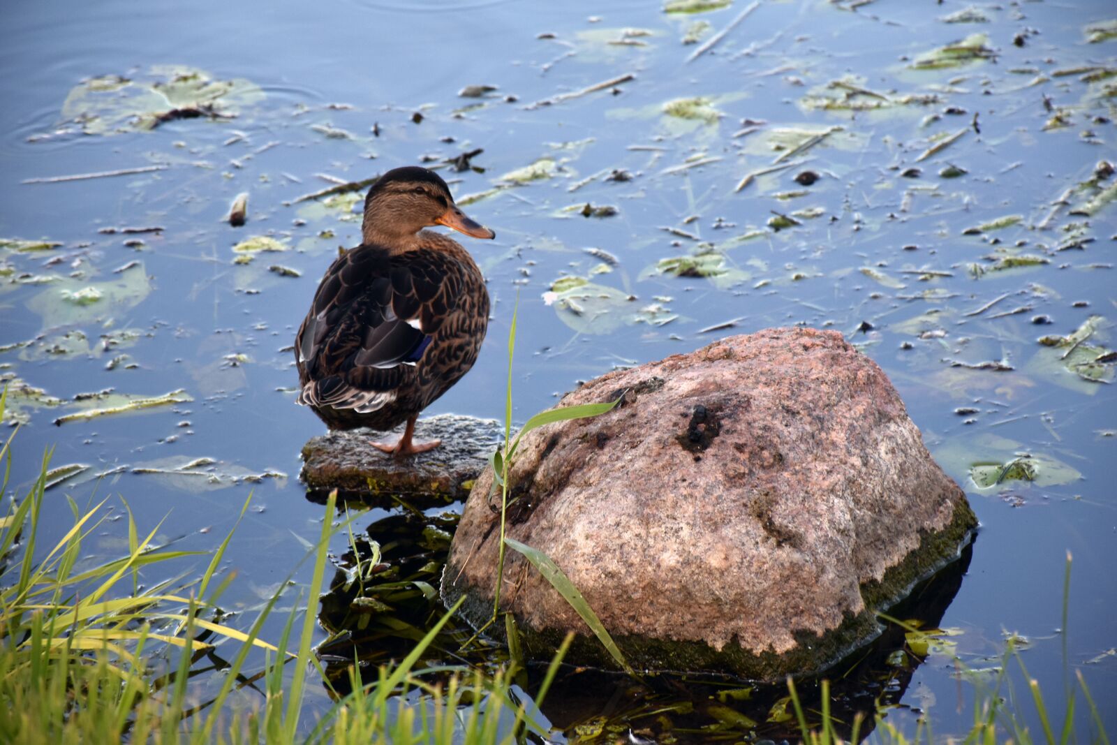 Nikon D5600 sample photo. Duck, mallard, domestic duck photography