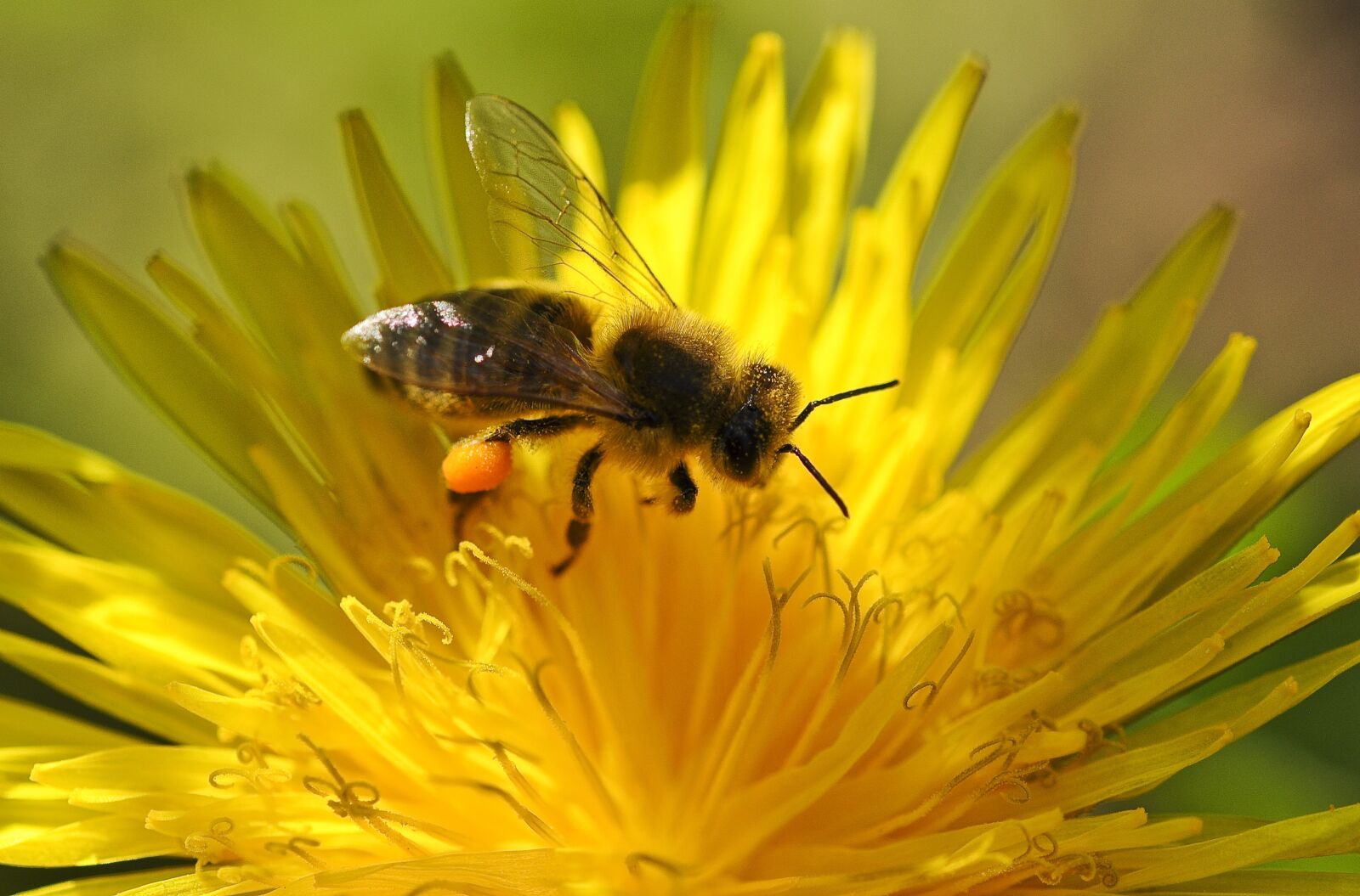 Nikon D90 sample photo. Bee, pollen, spring photography