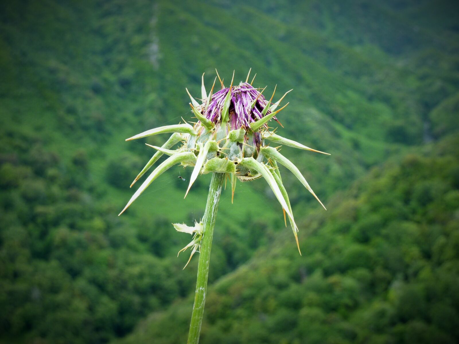 Panasonic DMC-TZ7 sample photo. Thistle, wild herbs, weed photography