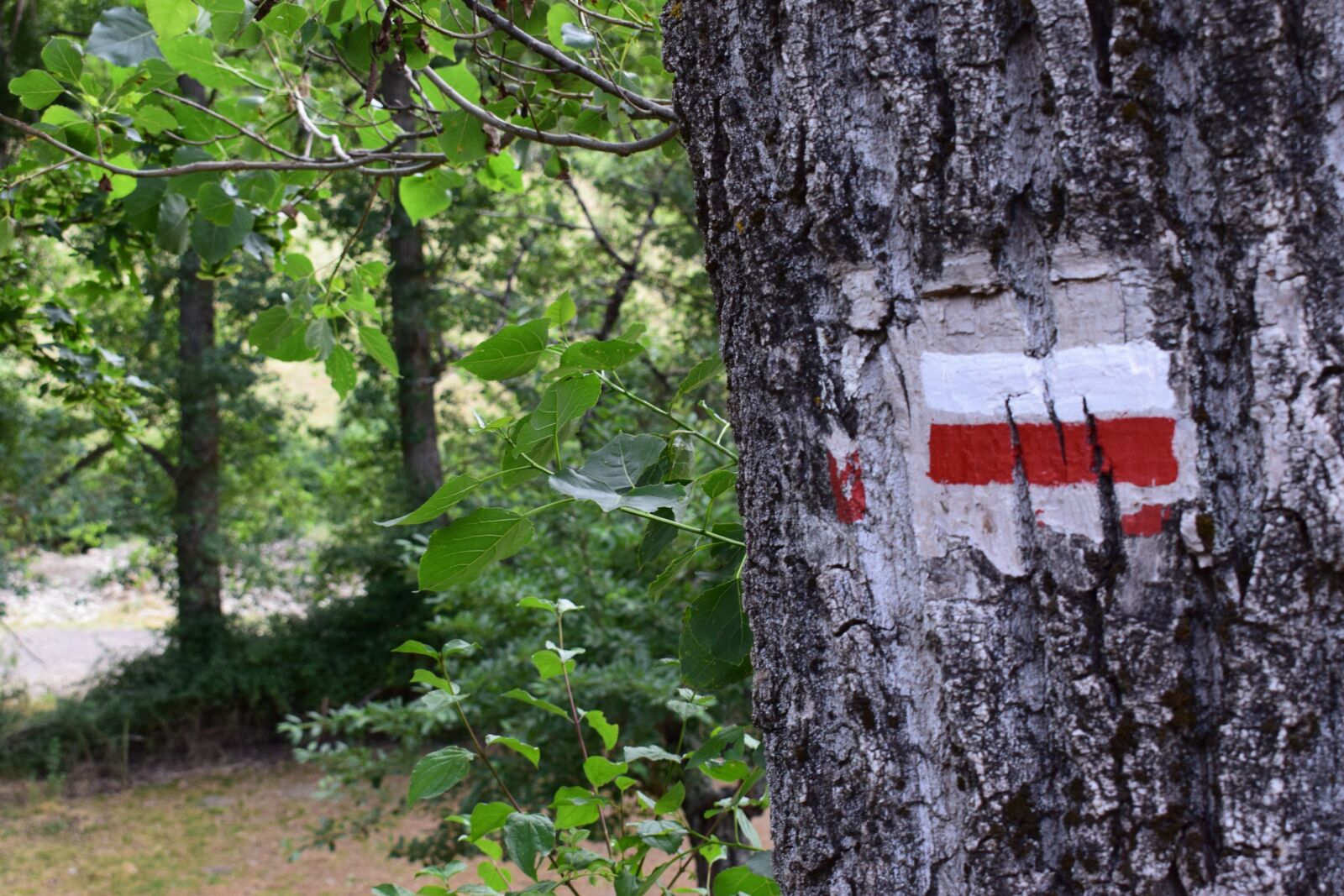 Nikon D3300 sample photo. Tree, route, mountain road photography