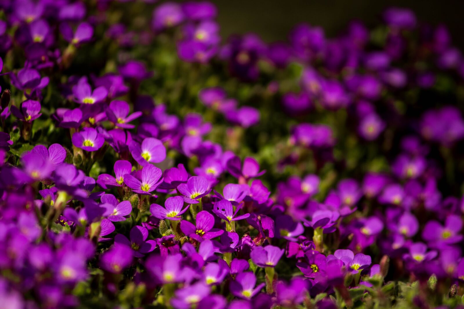 Canon EOS 200D (EOS Rebel SL2 / EOS Kiss X9) sample photo. Obrieta, flowers, purple photography