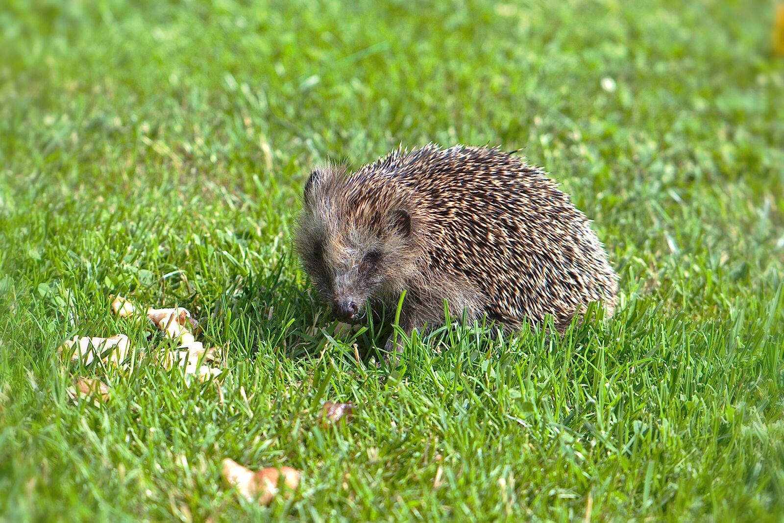 Nikon D5600 sample photo. Hedgehog, hannah, animal photography