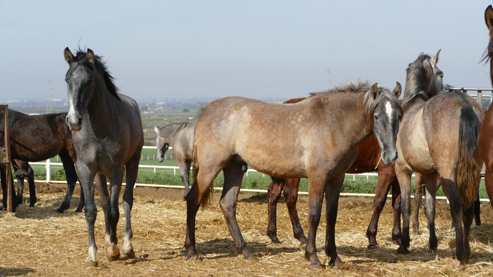 Panasonic Lumix DMC-FZ1000 sample photo. Horses, horse herd, young photography