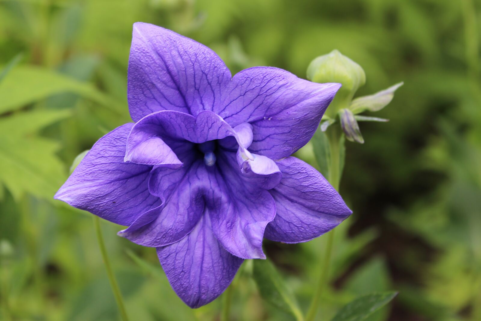 Canon EOS 600D (Rebel EOS T3i / EOS Kiss X5) sample photo. Balloon flower, blossom, bloom photography