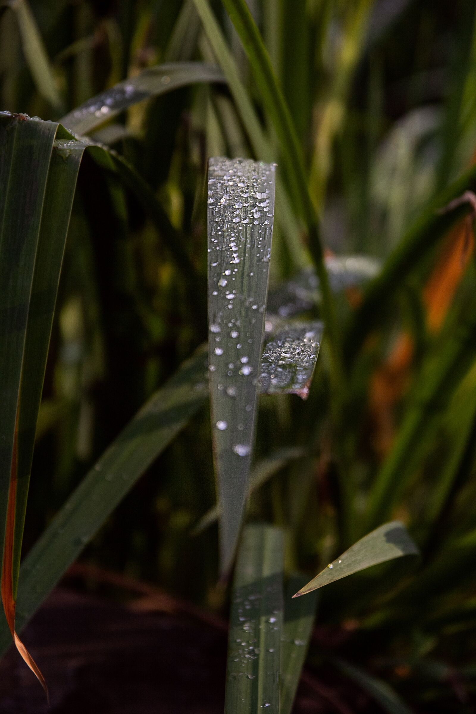 Canon EOS 60D sample photo. Drop of water, blade photography