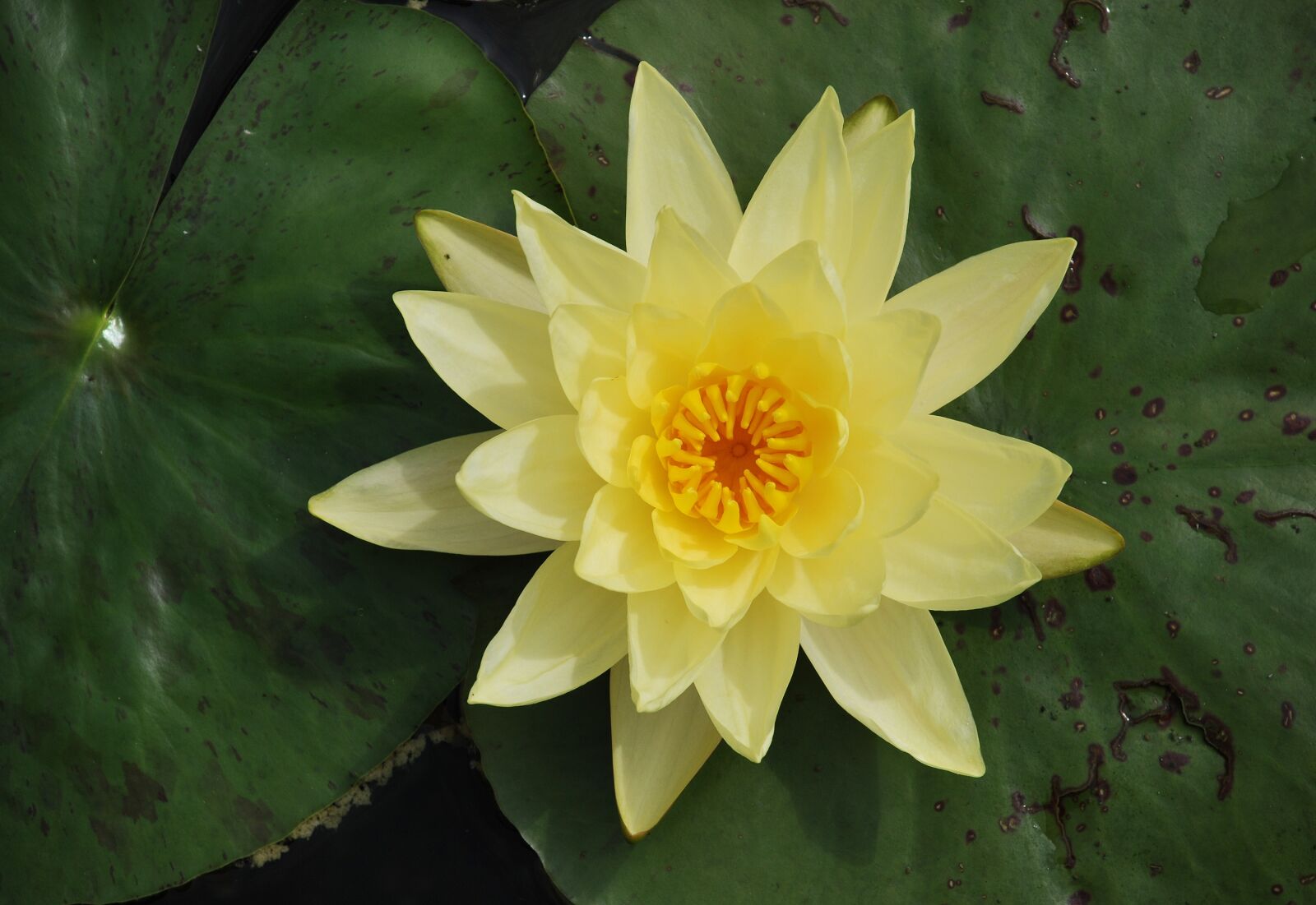 Nikon D80 sample photo. Water lily, water rose photography