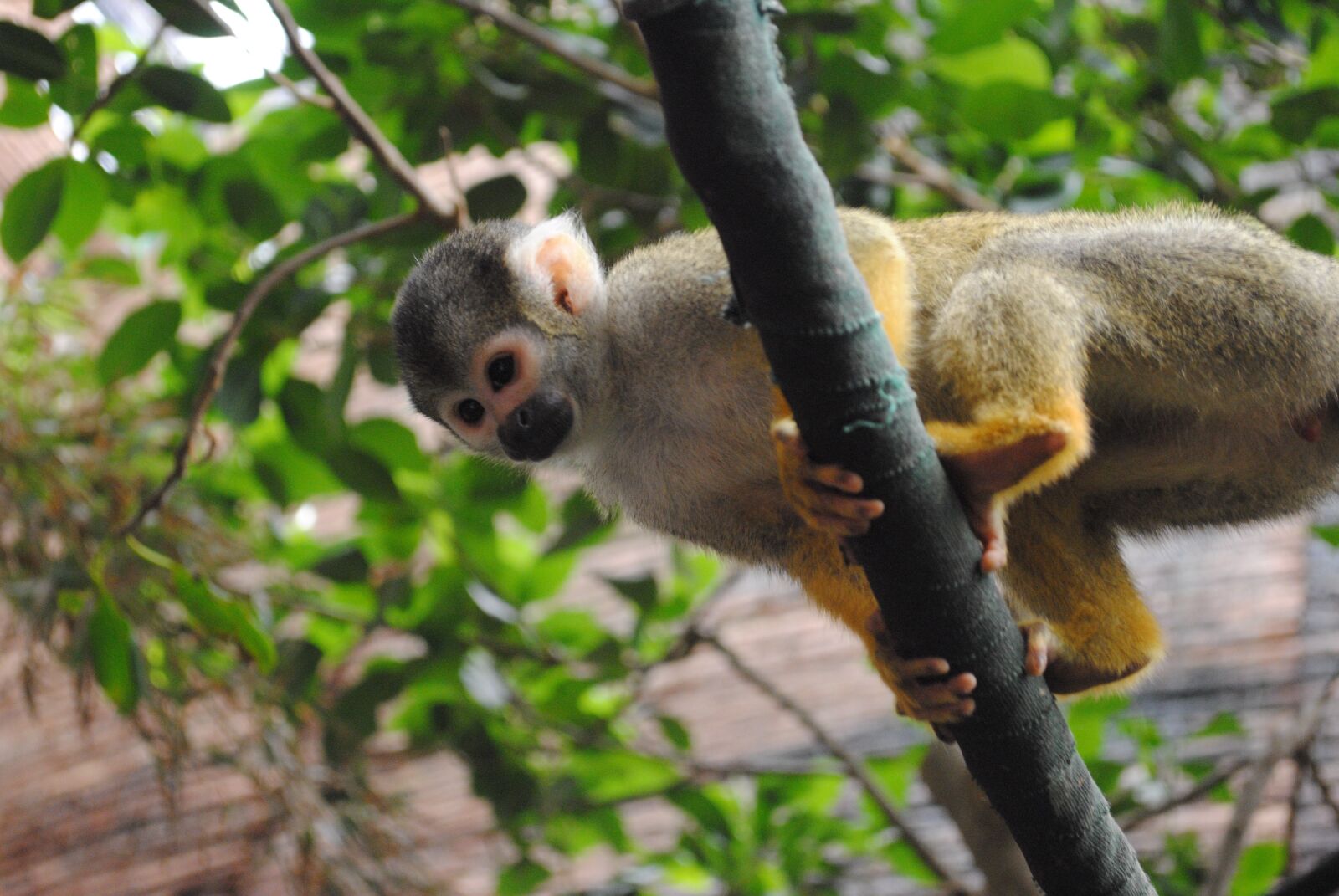 Nikon D3000 sample photo. Mono, simio, monkey photography