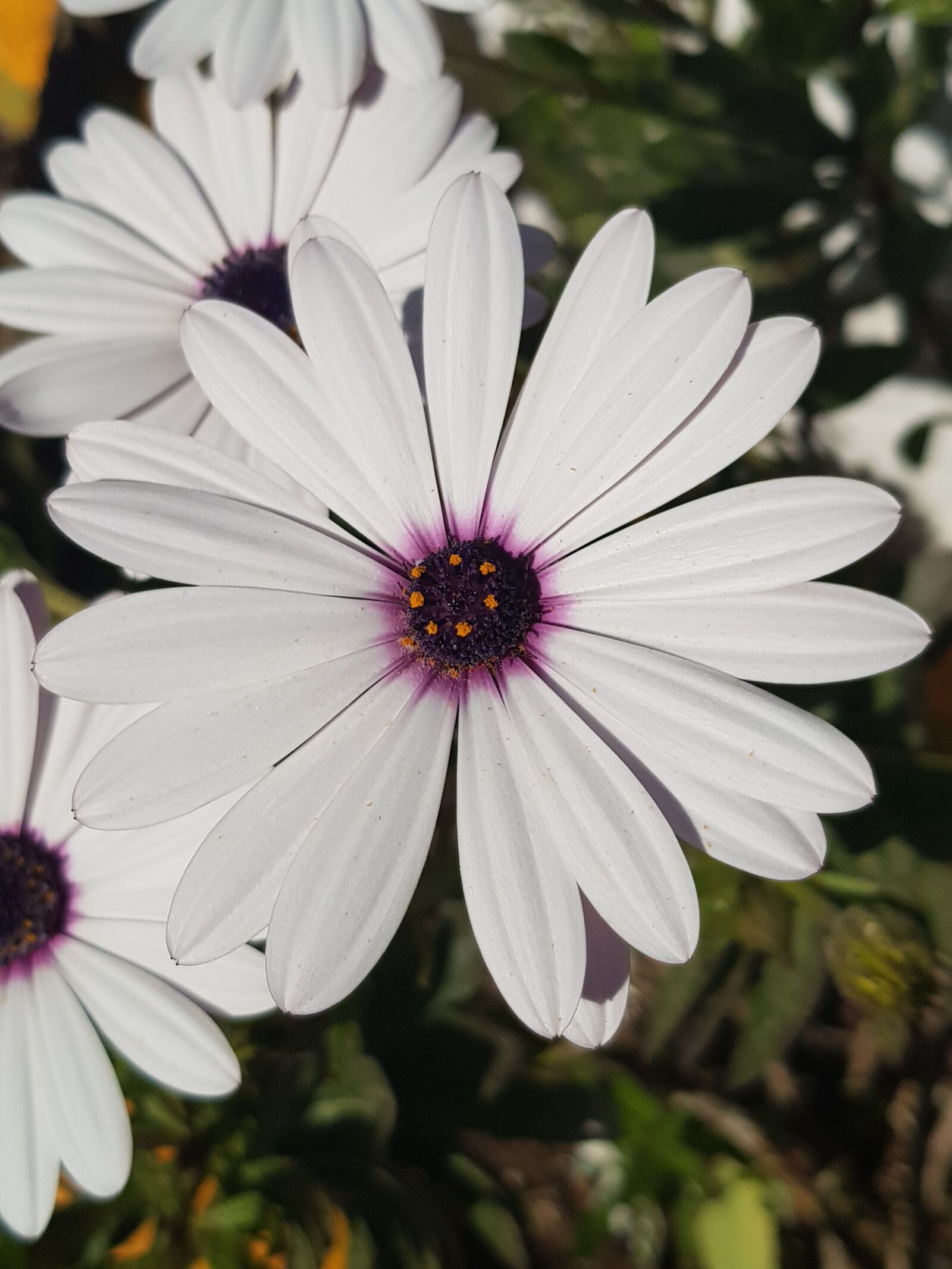 Samsung Galaxy S8+ sample photo. Flower, plant, daisy photography