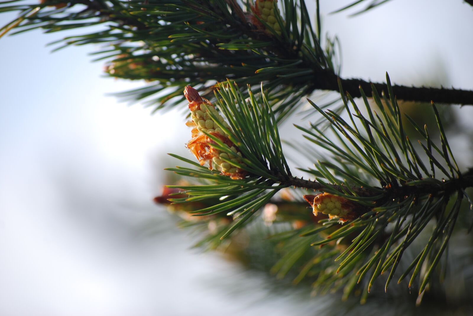 Nikon D40X sample photo. Pine, branch, pine cone photography