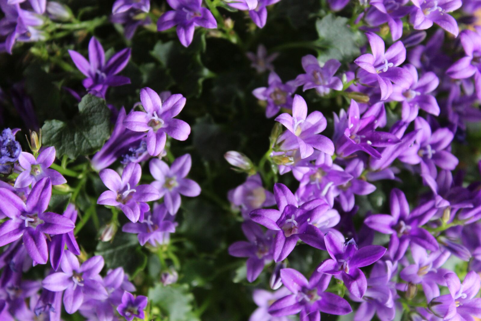 Canon EOS 1300D (EOS Rebel T6 / EOS Kiss X80) sample photo. Purple, flower, plant photography
