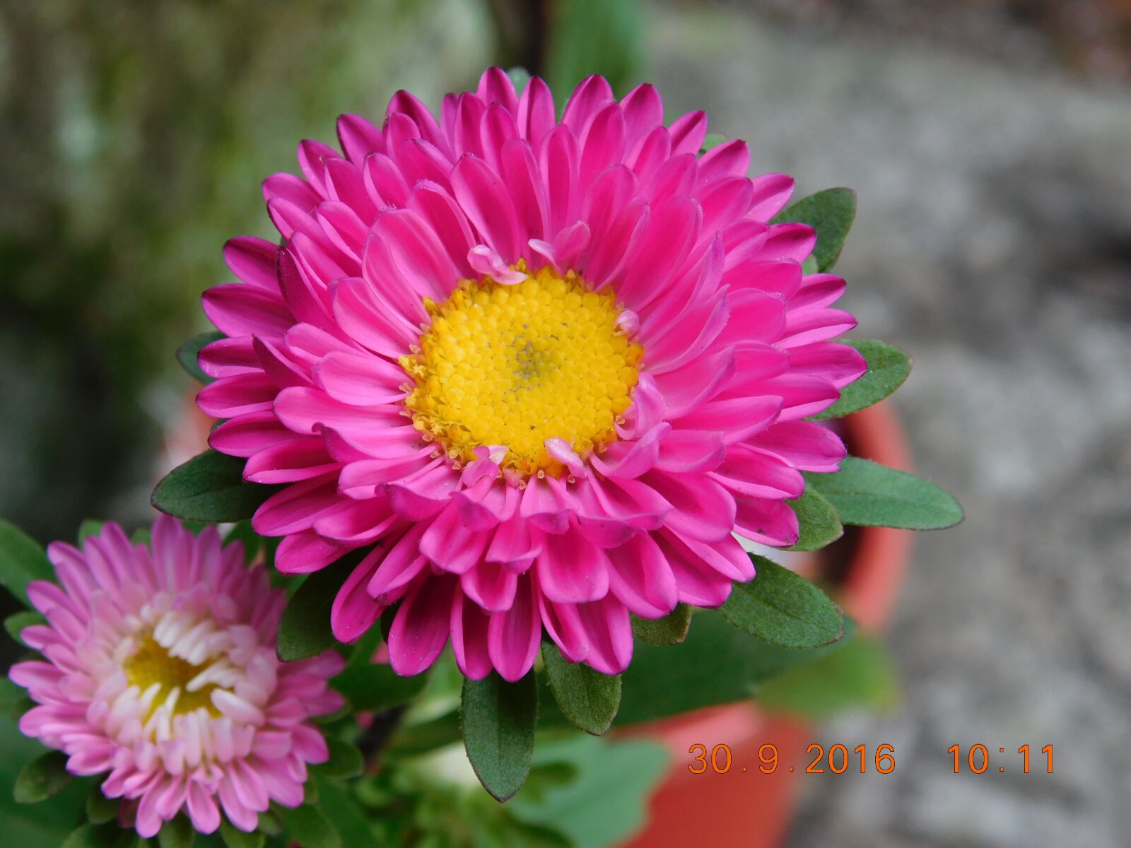Nikon Coolpix L840 sample photo. Nature, flower, garden photography