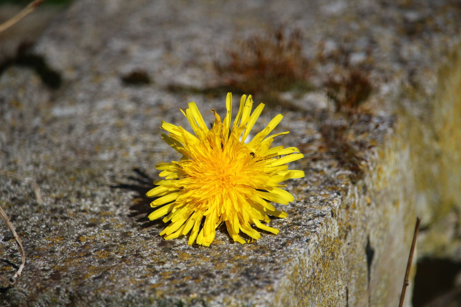 Canon EOS 100D (EOS Rebel SL1 / EOS Kiss X7) sample photo. Dandelion, buttercup, blossom photography