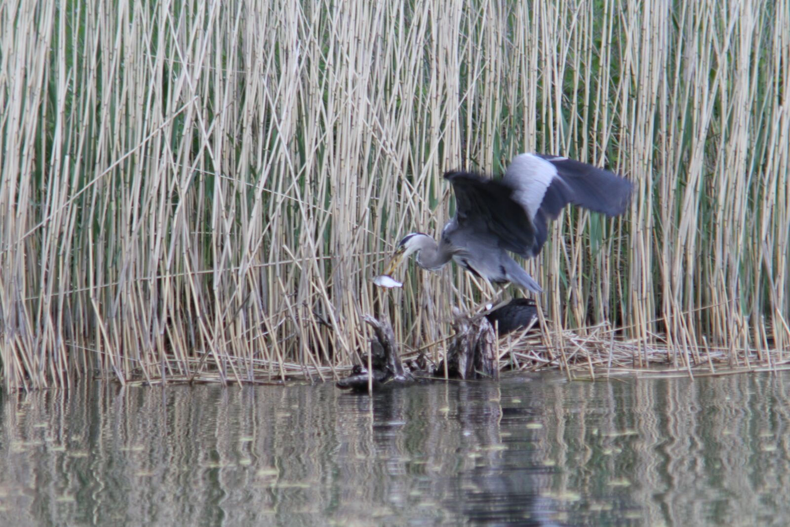 Canon EOS 7D + Canon EF 75-300mm F4.0-5.6 IS USM sample photo. Heron, heron eating fish photography