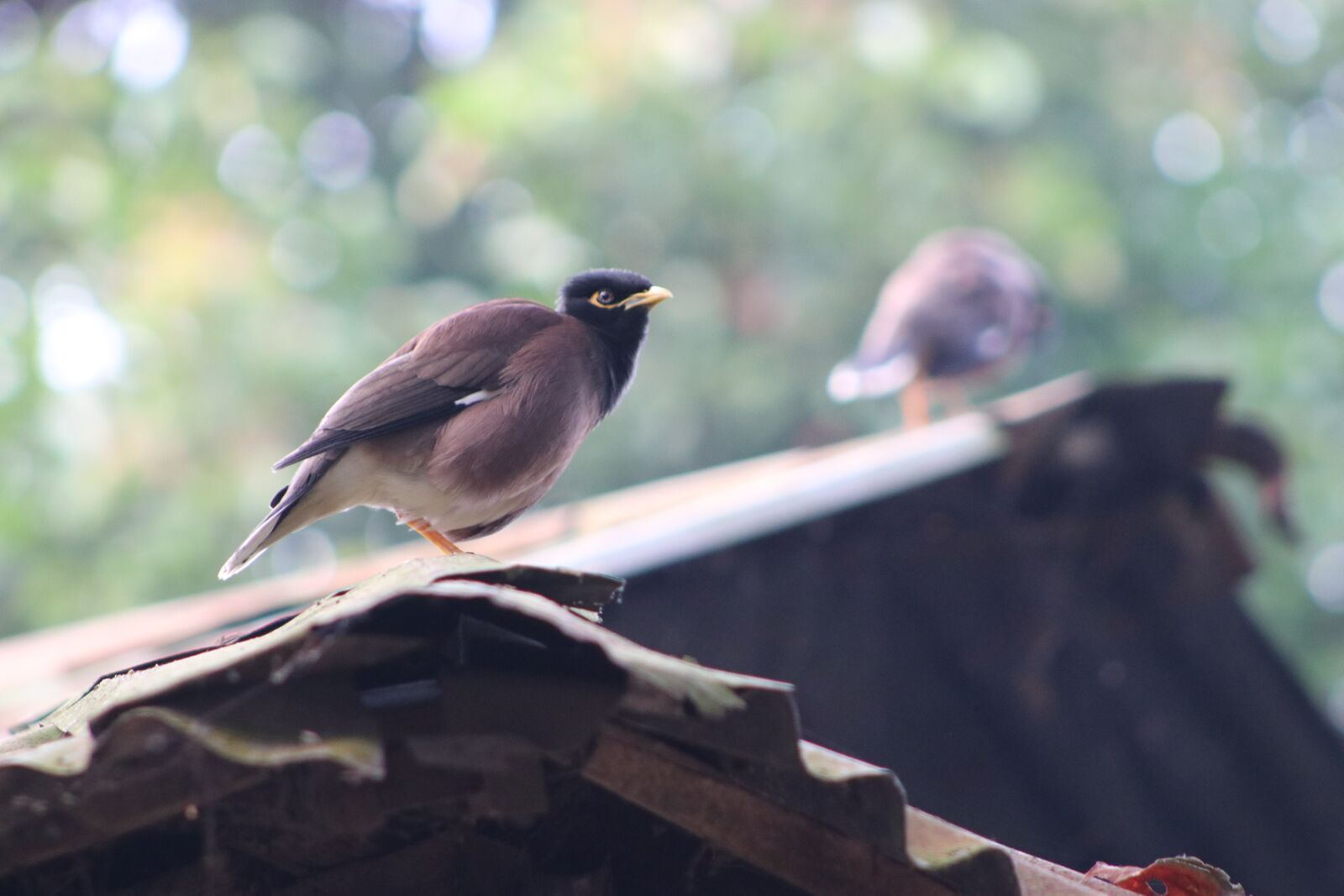 Canon EOS 80D sample photo. Bird, spring, nature photography