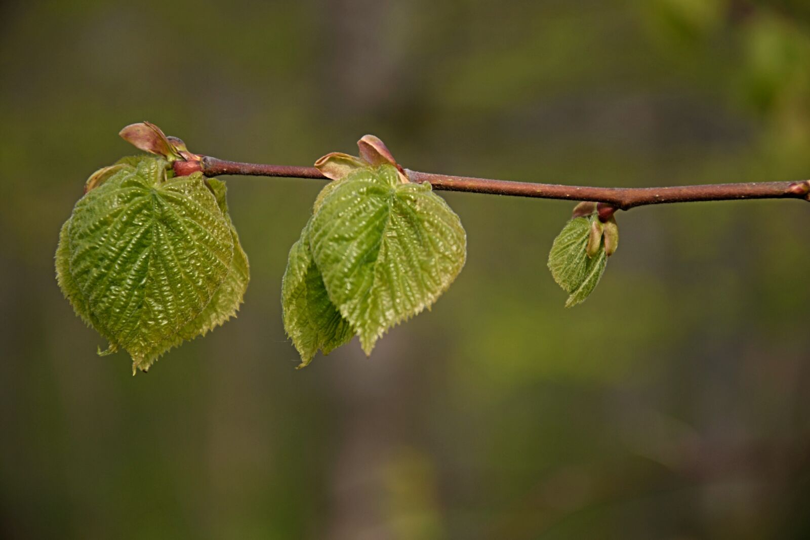 Nikon D3300 sample photo. First leaves, spring, branch photography