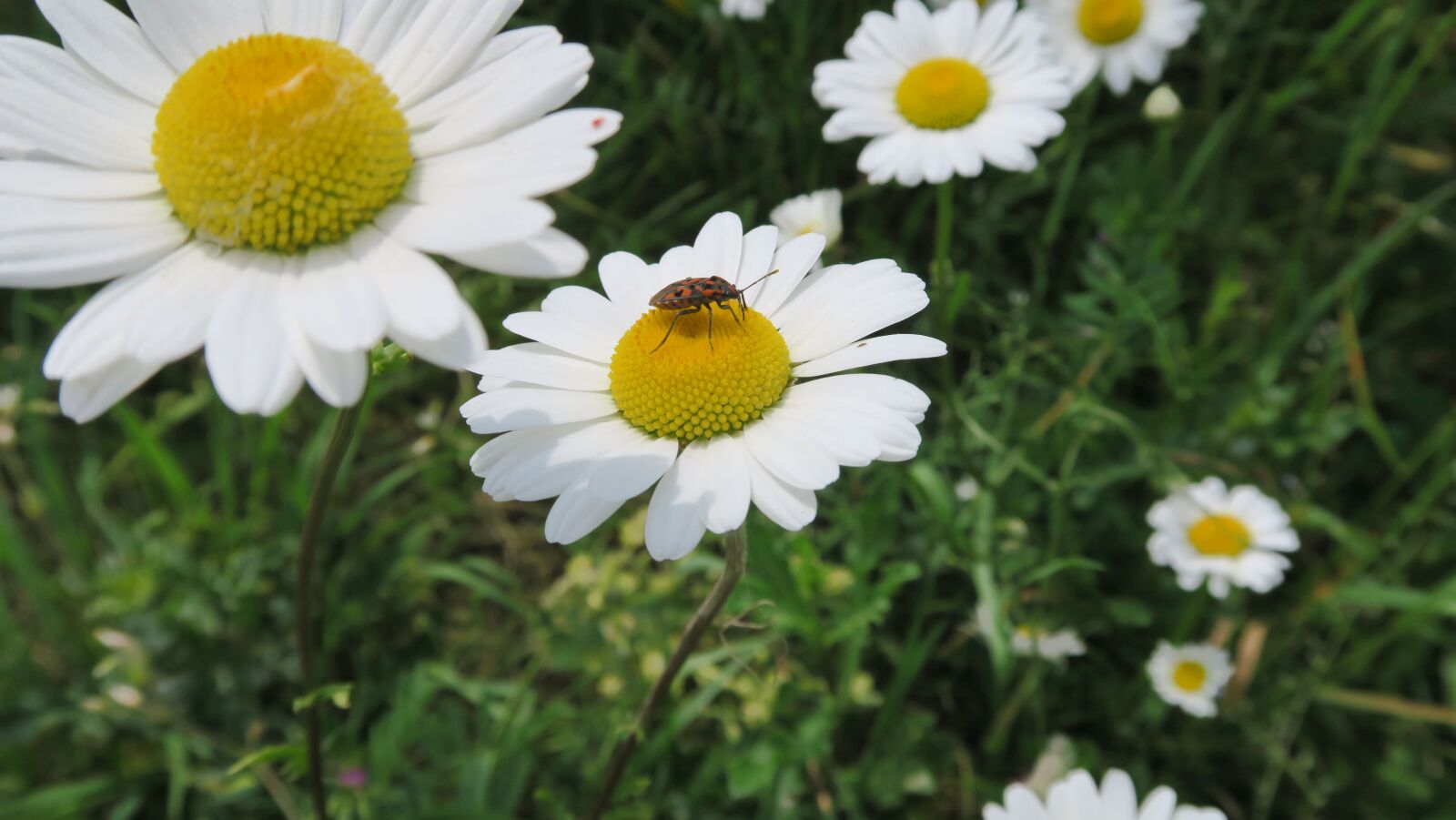 Canon PowerShot G7 X sample photo