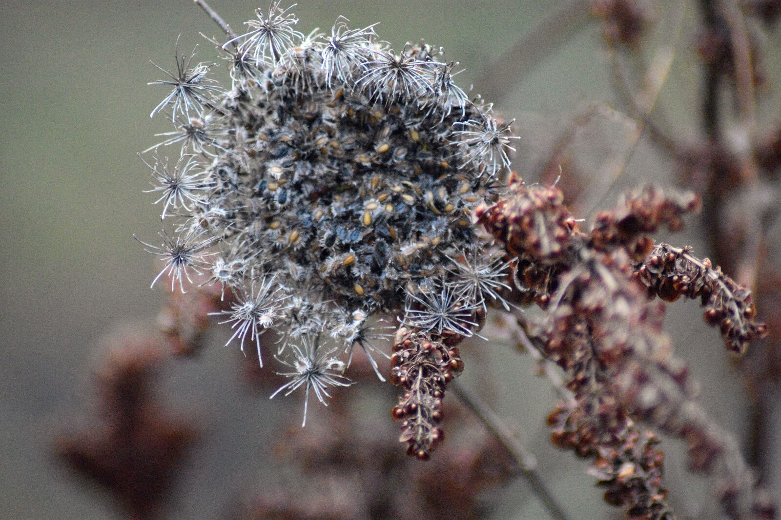 Nikon D3400 sample photo. Autumn, seeds, nature photography