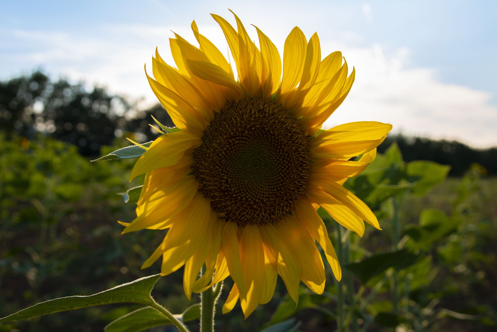Nikon D800 sample photo. Sunflower, yellow, flower photography