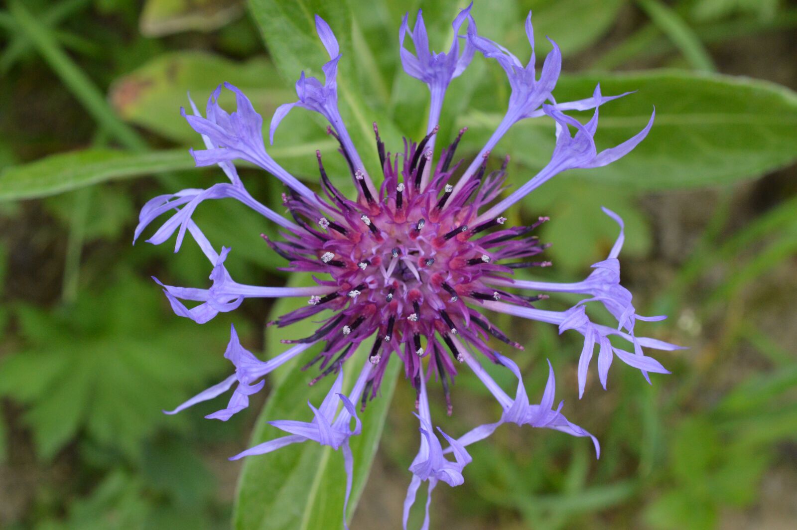 Nikon D3200 sample photo. Garden, flower, petals photography