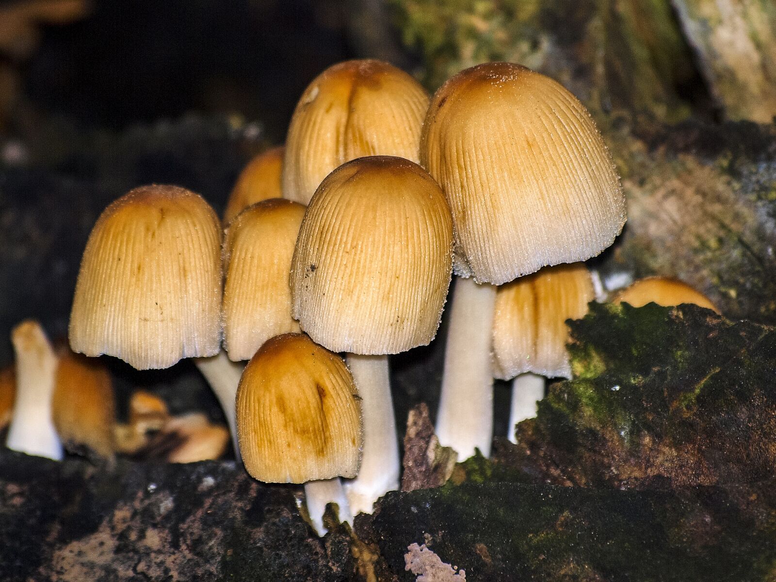 Olympus E-3 sample photo. Mushroom, nature, forest photography