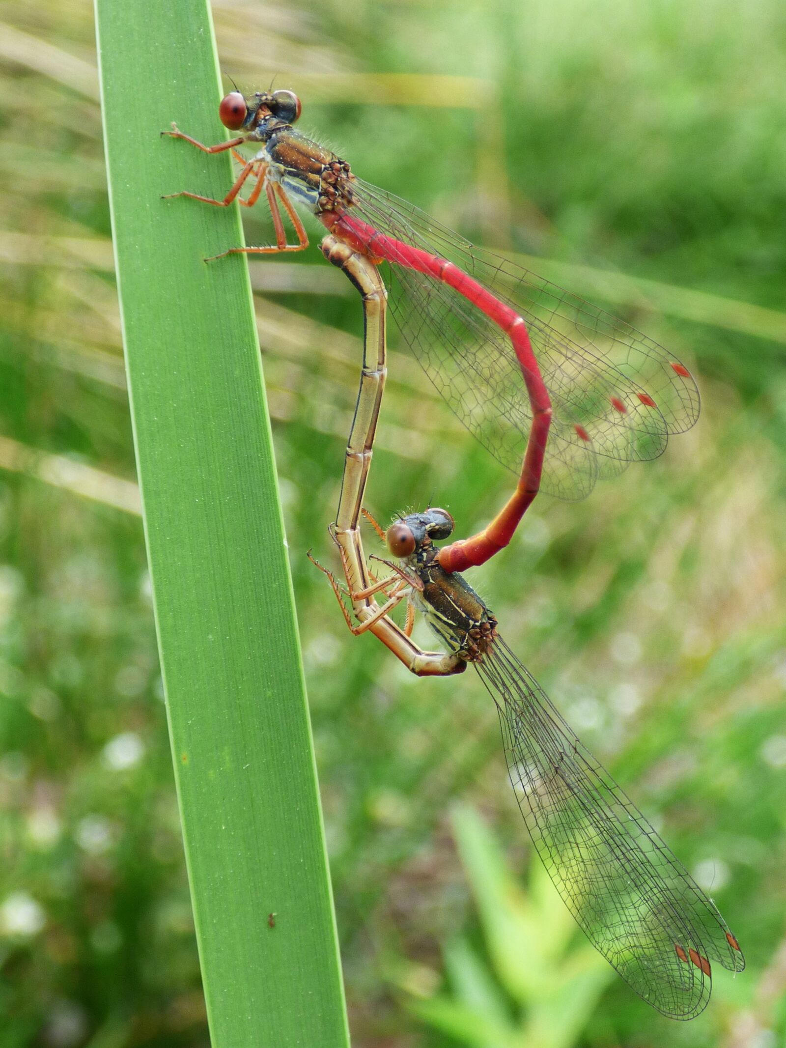 Panasonic Lumix DMC-FZ70 sample photo. Dragonfly, damselfly, ceriagrion tenellum photography
