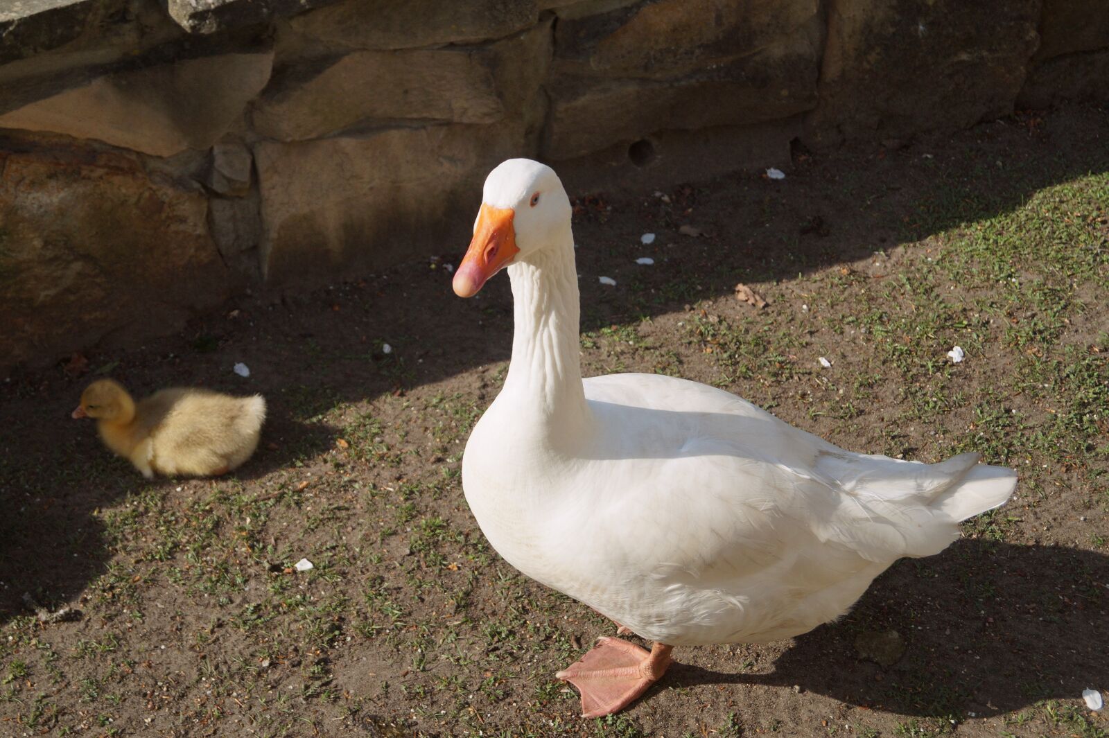 Sony DT 18-55mm F3.5-5.6 SAM II sample photo. Goose, bird, duck bird photography