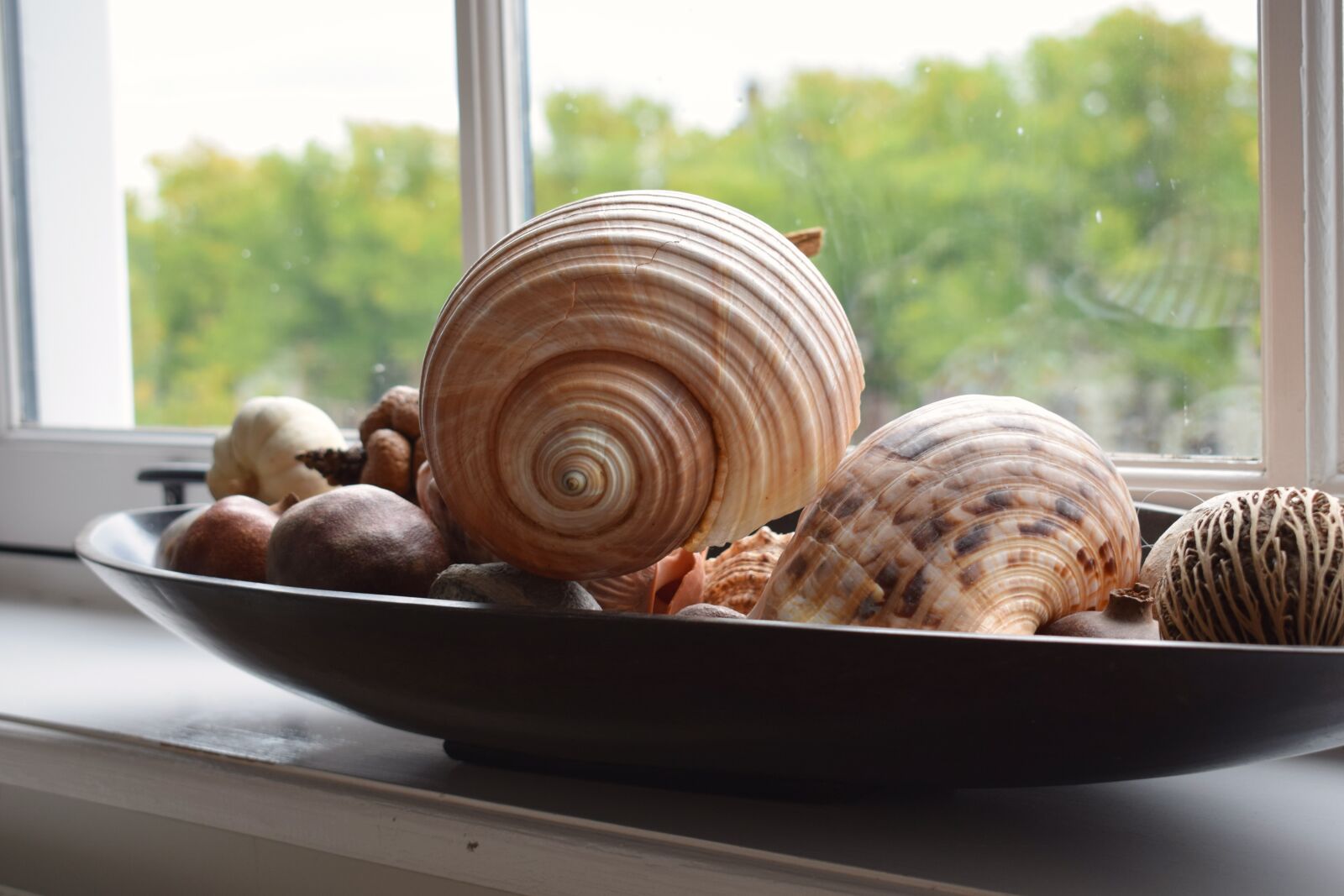 Nikon D3300 sample photo. Seashell, decoration, window sill photography