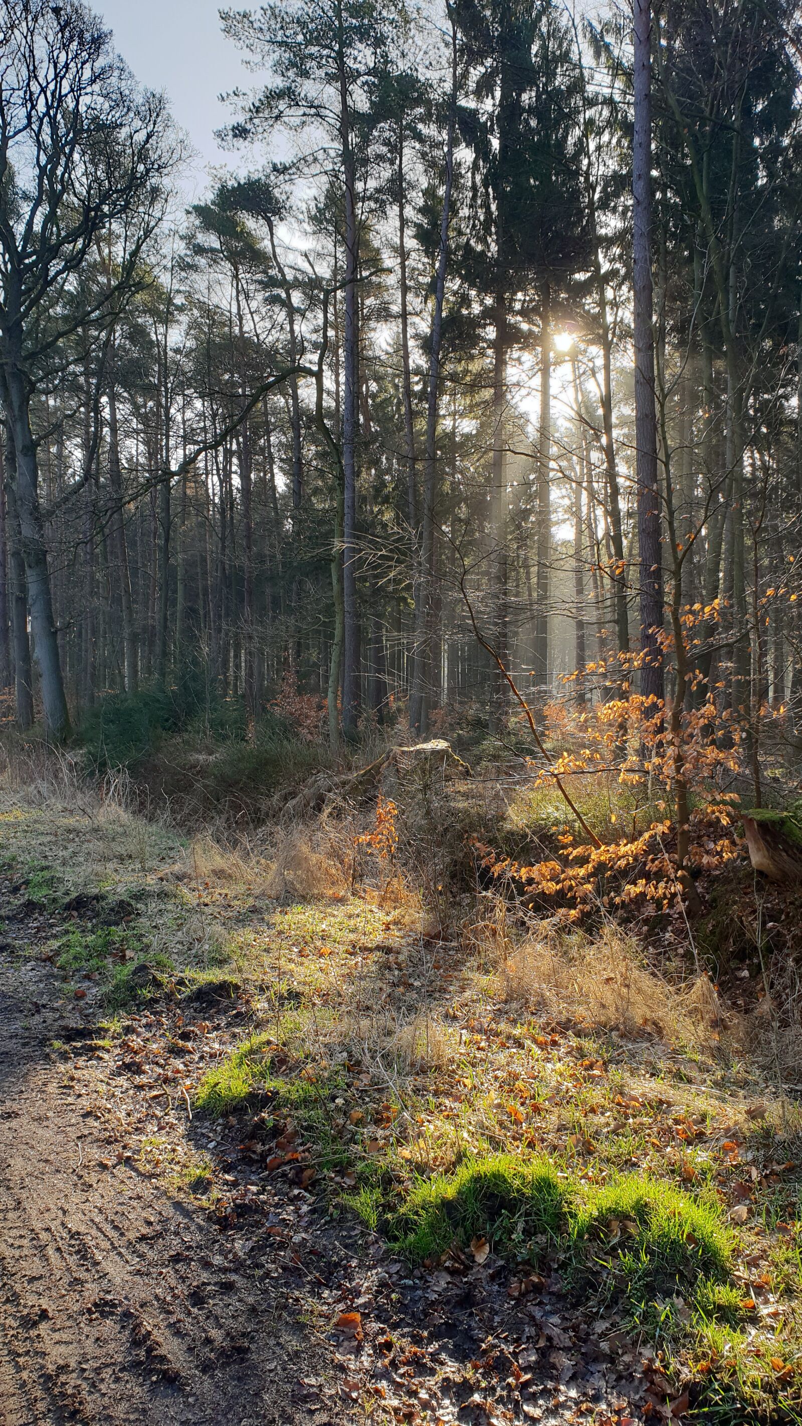 Samsung Galaxy S9+ sample photo. Wald, trees, sun photography