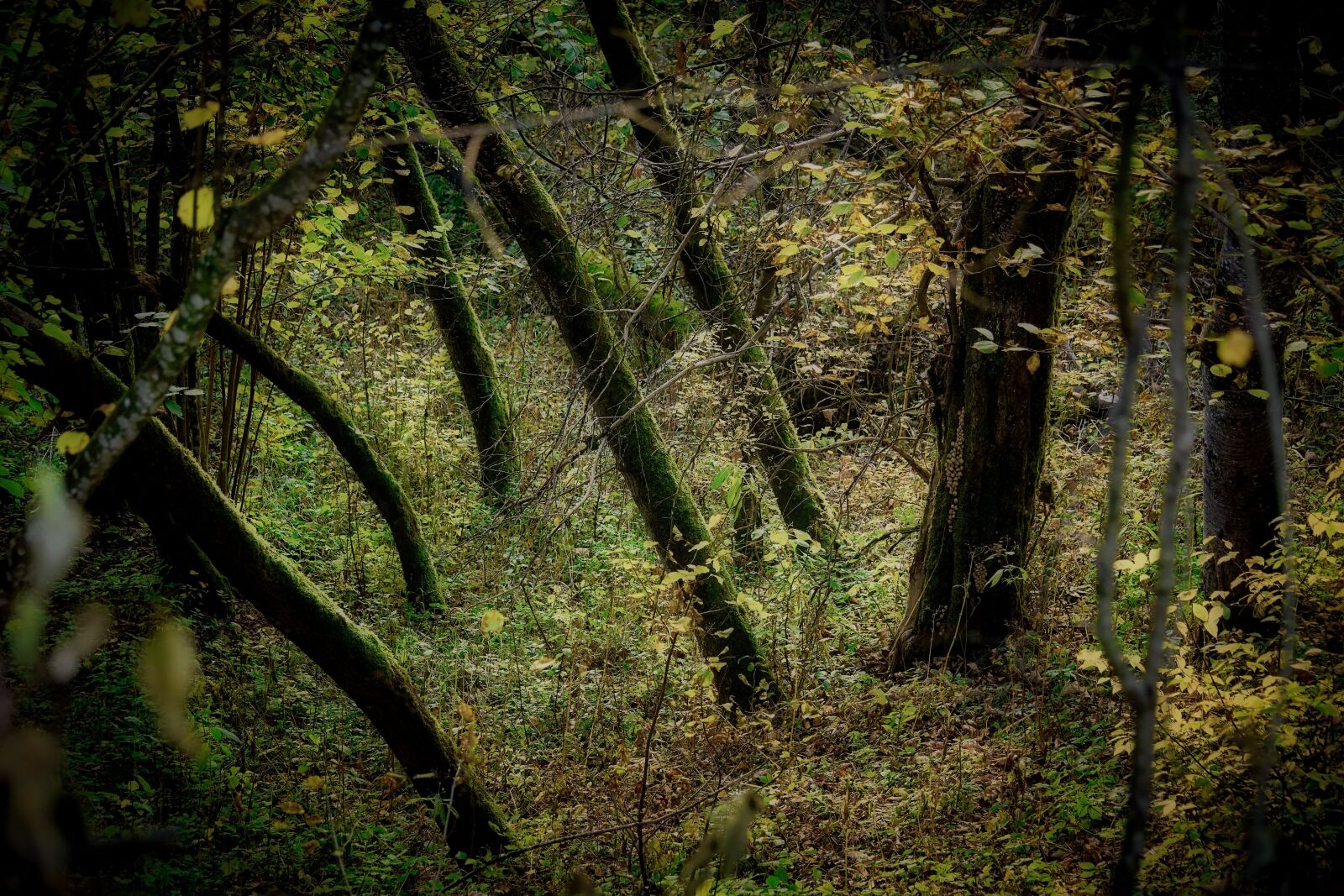 Sony DT 55-300mm F4.5-5.6 SAM sample photo. Mysticism, forest light, mood photography