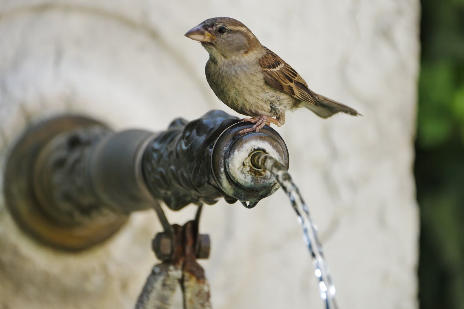 Panasonic DMC-G81 sample photo. Bird, fountain, summer photography