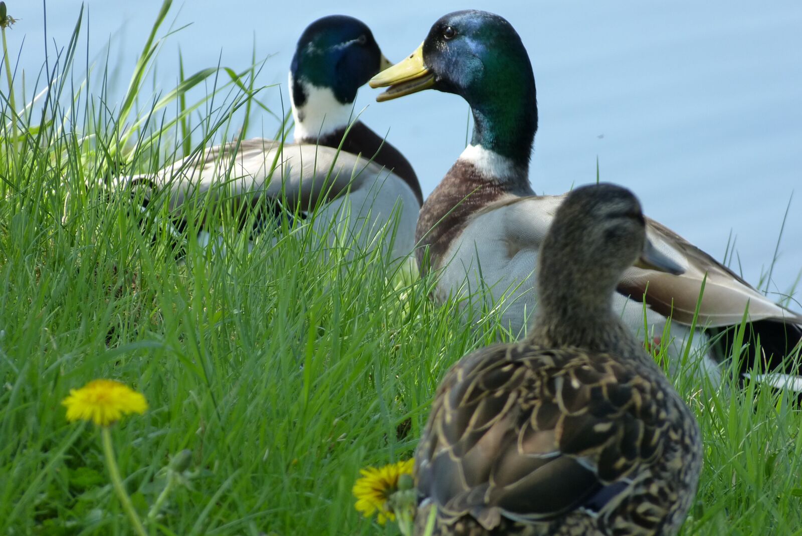 Panasonic Lumix DMC-FZ150 sample photo. Ducks, drake, there mouth photography