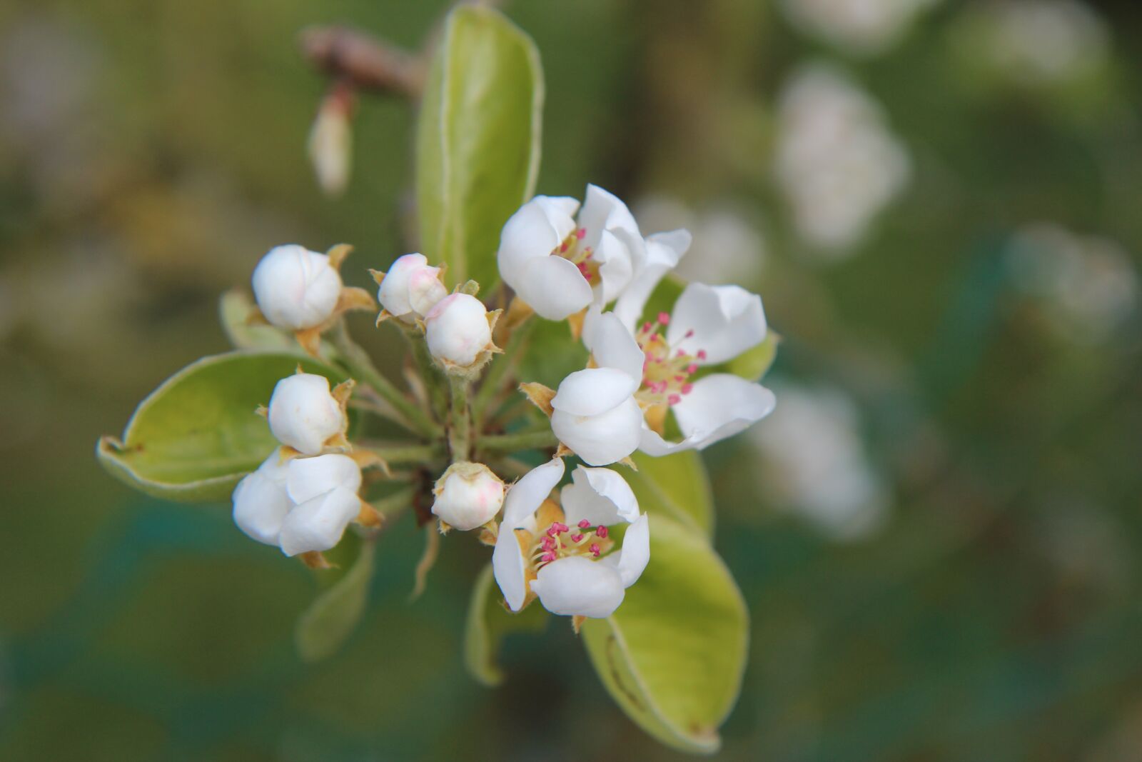 Canon EOS 600D (Rebel EOS T3i / EOS Kiss X5) sample photo. Poirier, flowering pear tree photography