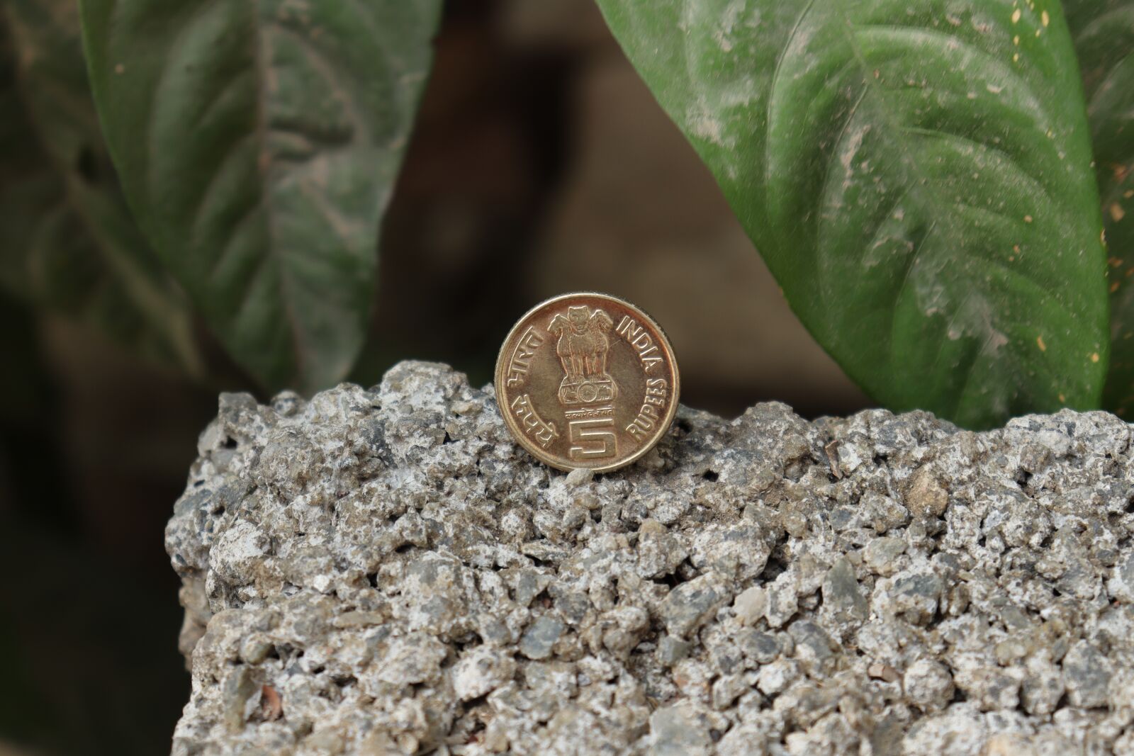 Canon EOS 250D (EOS Rebel SL3 / EOS Kiss X10 / EOS 200D II) sample photo. Kerala, coin, outdoor photography