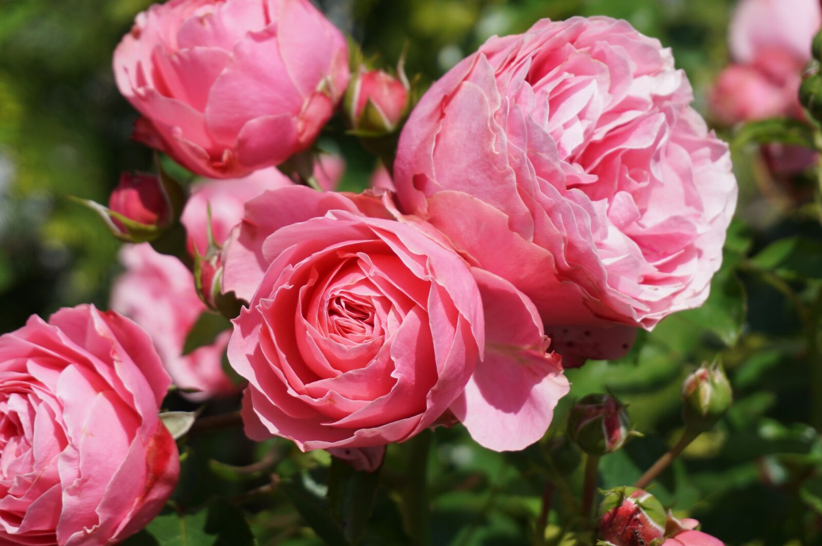 Sony a6000 sample photo. Rose, pink, plant photography