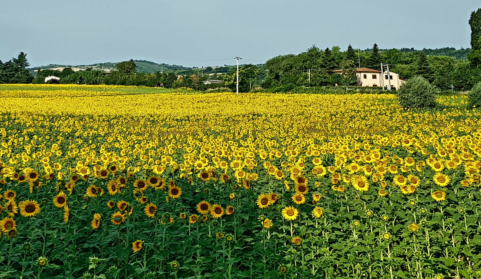 Samsung Galaxy S8+ sample photo. Sunflowers, landscape, spring photography