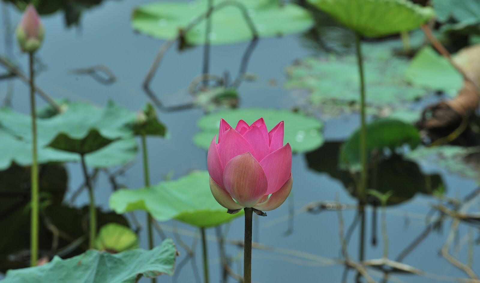 Nikon D3 sample photo. Lotus flowers, outdoor, water photography