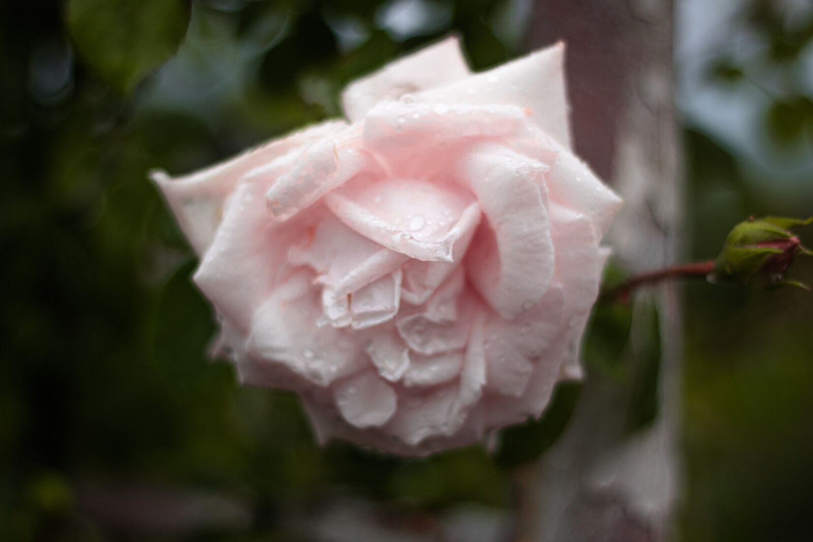 Canon EF 50mm F1.8 II sample photo. Rose, flower, bloom photography