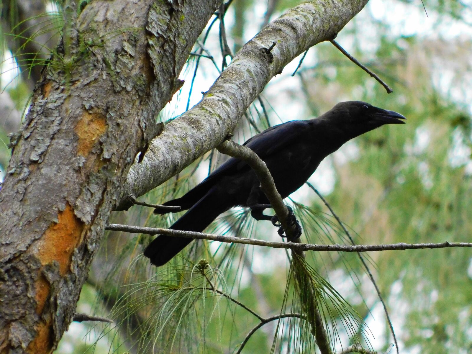Nikon Coolpix B500 sample photo. Crow, bird, branches photography