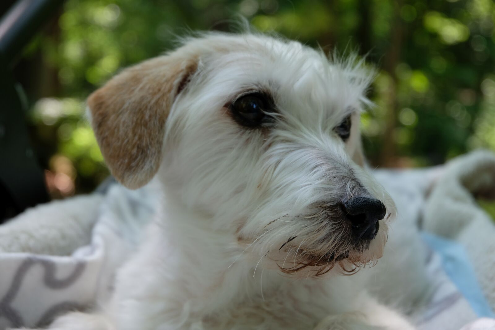 Fujifilm X-T20 sample photo. Parson russell terrier, terrier photography