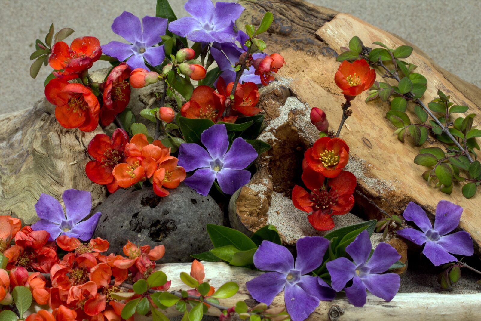 Canon EF-S 60mm F2.8 Macro USM sample photo. Flowers, wood, sand photography
